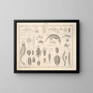 Illustrations de l'Histoire naturelle générale d'Oken pour tous les états Pl078 - Lorenz Oken — framed artwork on a wall