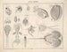 Illustrations de l'Histoire naturelle générale d'Oken pour tous les états Pl079 - Lorenz Oken — artwork view