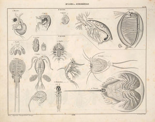 Illustrations de l'Histoire naturelle générale d'Oken pour tous les états Pl079 - Lorenz Oken — artwork view