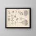 Illustrations de l'Histoire naturelle générale d'Oken pour tous les états Pl079 - Lorenz Oken — framed artwork on a wall