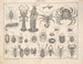Illustrations of the General Natural History of Oken for all states Pl080 - Lorenz Oken — artwork view