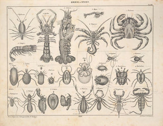 Illustrations of the General Natural History of Oken for all states Pl080 - Lorenz Oken — artwork view