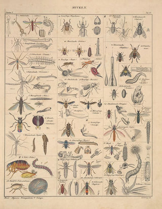 Lorenz Oken - Abbildungen zu Okens Allgemeiner Naturgeschichte fr alle Stnde Pl081.webp