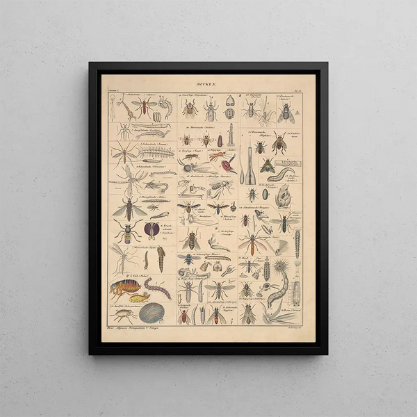 Illustrations for the General Natural History of Oken for all classes Pl081 - Lorenz Oken — framed artwork on a wall