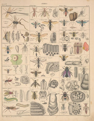 Lorenz Oken - Abbildungen zu Okens Allgemeiner Naturgeschichte fr alle Stnde Pl082.webp