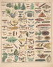 Illustrations for the General Natural History of Oken for all classes Pl083 - Lorenz Oken — artwork view