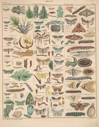 Lorenz Oken - Abbildungen zu Okens Allgemeiner Naturgeschichte fr alle Stnde Pl083.webp
