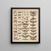Illustrations for the General Natural History of Oken for all classes Pl084 - Lorenz Oken — framed artwork on a wall