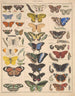 Illustrations for the General Natural History of Oken for all classes Pl085 - Lorenz Oken — artwork view