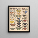 Illustrations for the General Natural History of Oken for all classes Pl085 - Lorenz Oken — framed artwork on a wall