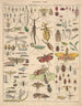 Illustrations for the General Natural History of Oken for all classes Pl086 - Lorenz Oken — artwork view