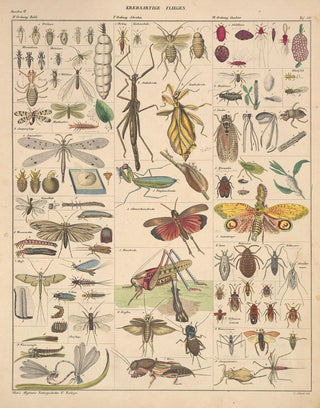 Lorenz Oken - Abbildungen zu Okens Allgemeiner Naturgeschichte fr alle Stnde Pl086.webp