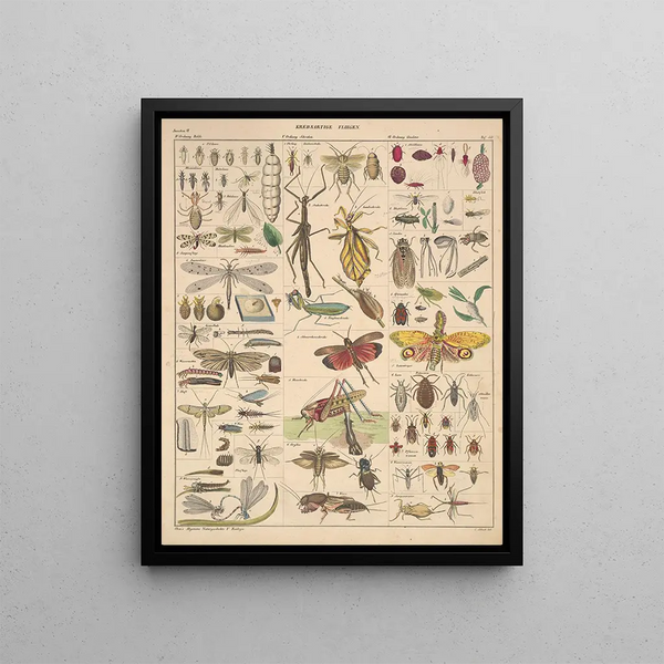 Illustrations for the General Natural History of Oken for all classes Pl086 - Lorenz Oken — framed artwork on a wall