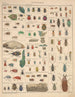 Illustrations for the General Natural History of Oken for all classes Pl087 - Lorenz Oken — artwork view