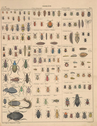 Lorenz Oken - Abbildungen zu Okens Allgemeiner Naturgeschichte fr alle Stnde Pl088.webp