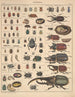 Illustrations for the General Natural History of Oken for all classes Pl089 - Lorenz Oken — artwork view