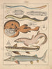 Illustrations for the General Natural History of Oken for all classes Pl090 - Lorenz Oken — artwork view