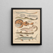 Illustrations for the General Natural History of Oken for all classes Pl090 - Lorenz Oken — framed artwork on a wall
