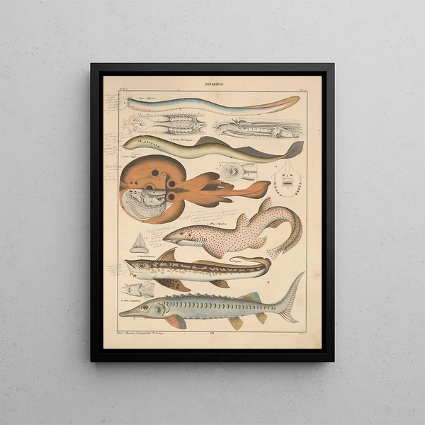 Illustrations for the General Natural History of Oken for all classes Pl090 - Lorenz Oken — framed artwork on a wall