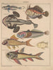 Illustrations for the General Natural History of Oken for all classes Pl091 - Lorenz Oken — artwork view
