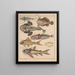 Illustrations for the General Natural History of Oken for all classes Pl091 - Lorenz Oken — framed artwork on a wall
