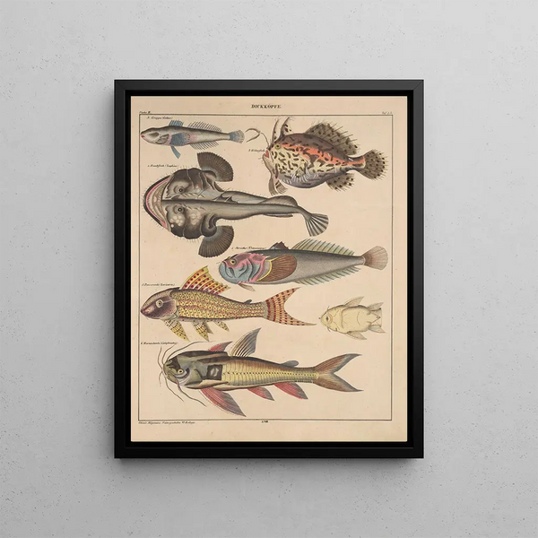 Illustrations for the General Natural History of Oken for all classes Pl091 - Lorenz Oken — framed artwork on a wall