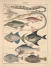 Illustrations for the General Natural History of Oken for all classes Pl092 - Lorenz Oken — artwork view