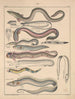Illustrations for the General Natural History of Oken for all classes Pl093 - Lorenz Oken — artwork view