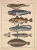 Illustrations for the General Natural History of Oken for all classes Pl094 - Lorenz Oken — artwork view