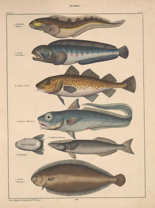 Lorenz Oken - Abbildungen zu Okens Allgemeiner Naturgeschichte fr alle Stnde Pl094.webp