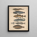 Illustrations for the General Natural History of Oken for all classes Pl094 - Lorenz Oken — framed artwork on a wall