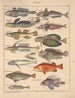 Illustrations for the General Natural History of Oken for all classes Pl095 - Lorenz Oken — artwork view