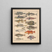 Illustrations for the General Natural History of Oken for all classes Pl095 - Lorenz Oken — framed artwork on a wall