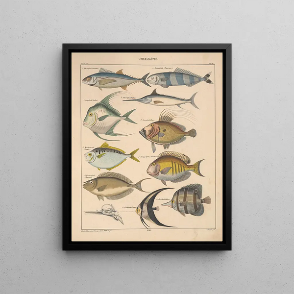 Illustrations for the General Natural History of Oken for all classes Pl096 - Lorenz Oken — framed artwork on a wall