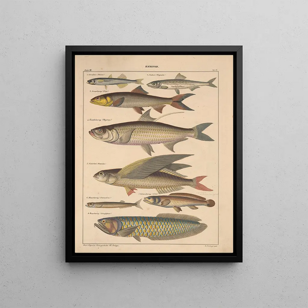 Illustrations for the General Natural History of Oken for all classes Pl101 - Lorenz Oken — framed artwork on a wall