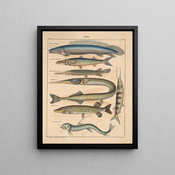 Illustrations for the General Natural History of Oken for all classes Pl102 - Lorenz Oken — framed artwork on a wall