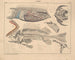 Illustrations de l'Histoire naturelle générale d'Oken pour tous les états Pl103 - Lorenz Oken — artwork view