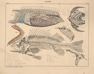 Illustrations de l'Histoire naturelle générale d'Oken pour tous les états Pl103 - Lorenz Oken — artwork view