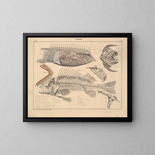 Illustrations de l'Histoire naturelle générale d'Oken pour tous les états Pl103 - Lorenz Oken — framed artwork on a wall