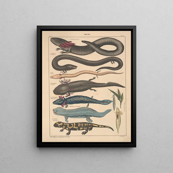 Illustrations for the General Natural History of Oken for all classes Pl104 - Lorenz Oken — framed artwork on a wall
