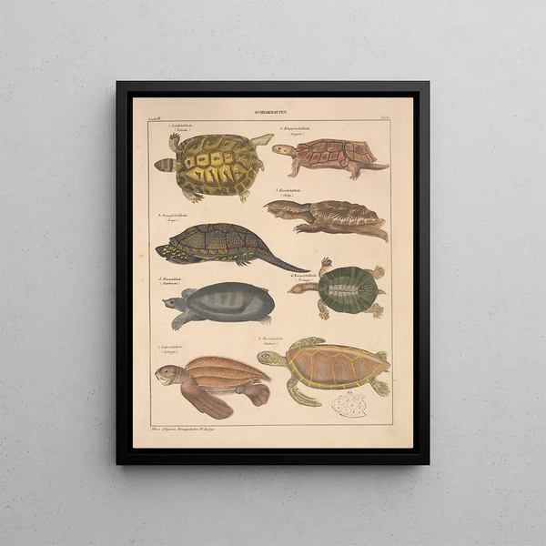 Illustrations for the General Natural History of Oken for all classes Pl106 - Lorenz Oken — framed artwork on a wall
