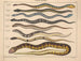 Illustrations of the General Natural History of Oken for all states Pl107 - Lorenz Oken — artwork view