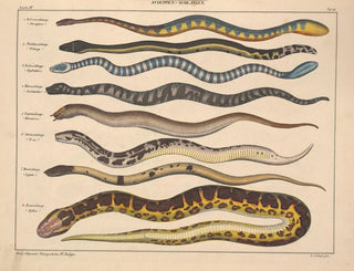 Illustrations of the General Natural History of Oken for all states Pl107 - Lorenz Oken — artwork view