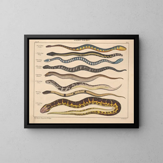 Illustrations of the General Natural History of Oken for all states Pl107 - Lorenz Oken — framed artwork on a wall