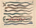 Illustrations de l'Histoire naturelle générale d'Oken pour tous les états Pl108 - Lorenz Oken — artwork view