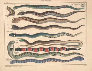 Illustrations de l'Histoire naturelle générale d'Oken pour tous les états Pl108 - Lorenz Oken — artwork view