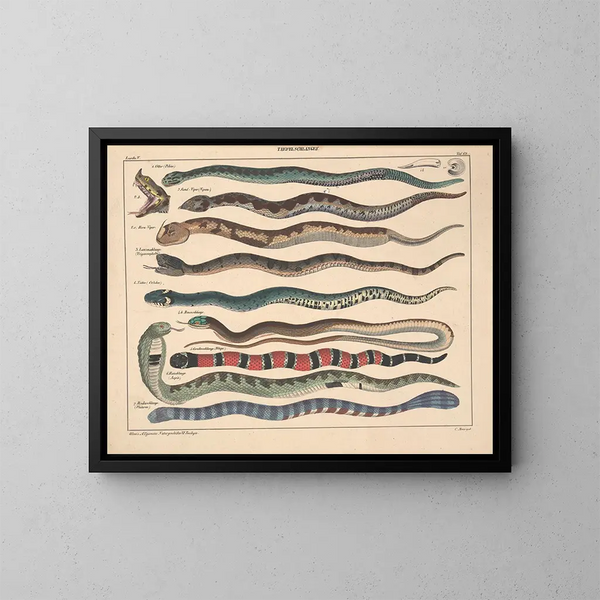 Illustrations de l'Histoire naturelle générale d'Oken pour tous les états Pl108 - Lorenz Oken — framed artwork on a wall