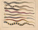 Illustrations de l'Histoire naturelle générale d'Oken pour tous les états Pl109 - Lorenz Oken — artwork view