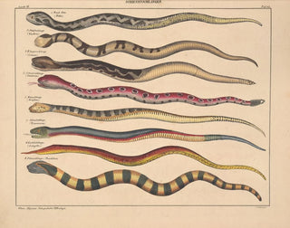 Illustrations de l'Histoire naturelle générale d'Oken pour tous les états Pl109 - Lorenz Oken — artwork view