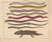 Illustrations of the General Natural History of Oken for all states Pl110 - Lorenz Oken — artwork view